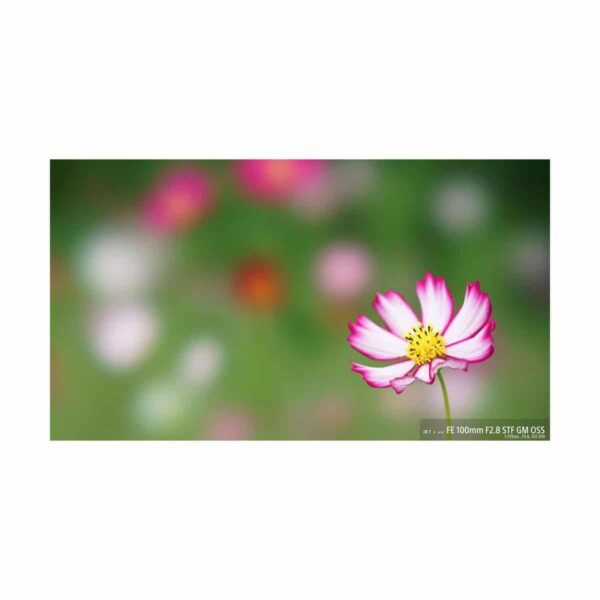 Sony FE 100mm STF f/2.8 GM