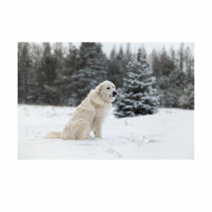 Shot with the Sigma 50mm f/1.2 DG DN Art lens on the Sony E, a fluffy white dog sits on a snowy ground in a winter landscape framed by evergreen trees and a gentle snowfall.