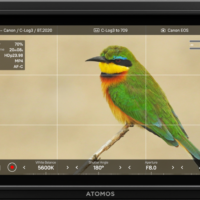 Atomos Shinobi II 5.2”
