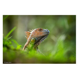 Sony FE 400-800mm F6.3-8 G OSS -objektiivi