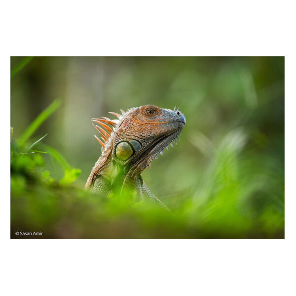 Sony FE 400-800mm F6.3-8 G OSS -objektiivi