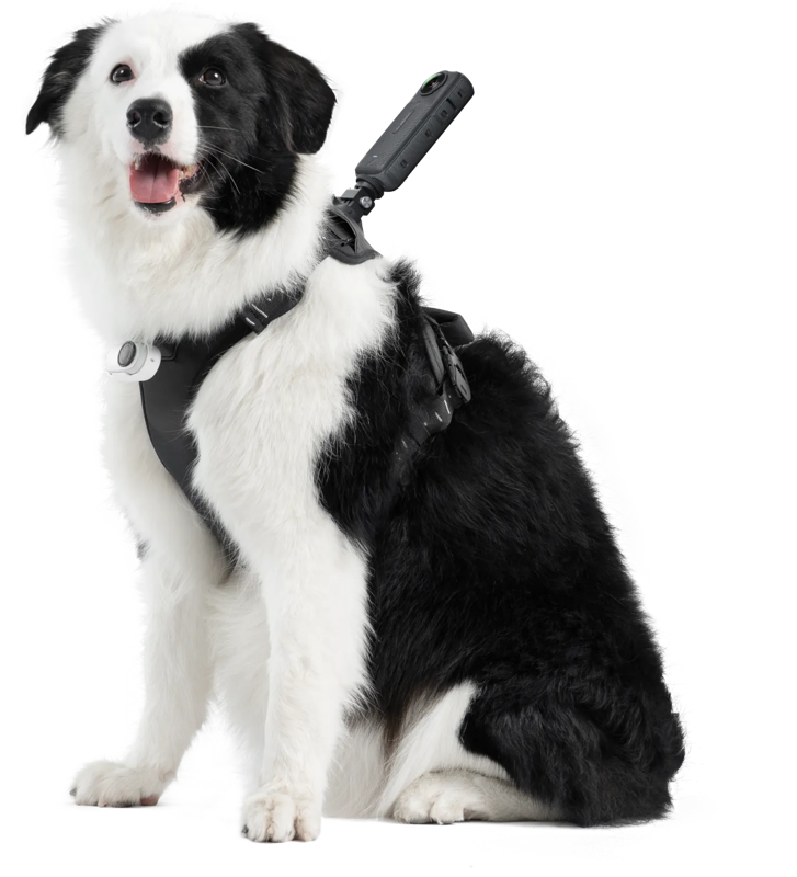 Mustavalkoinen koira käyttää Insta360 Pet Harness Mount Size L -lemmikkivaljaat -valjaita, joiden selässä on toimintakamera, istuu ja katsoo kameraa suu auki.