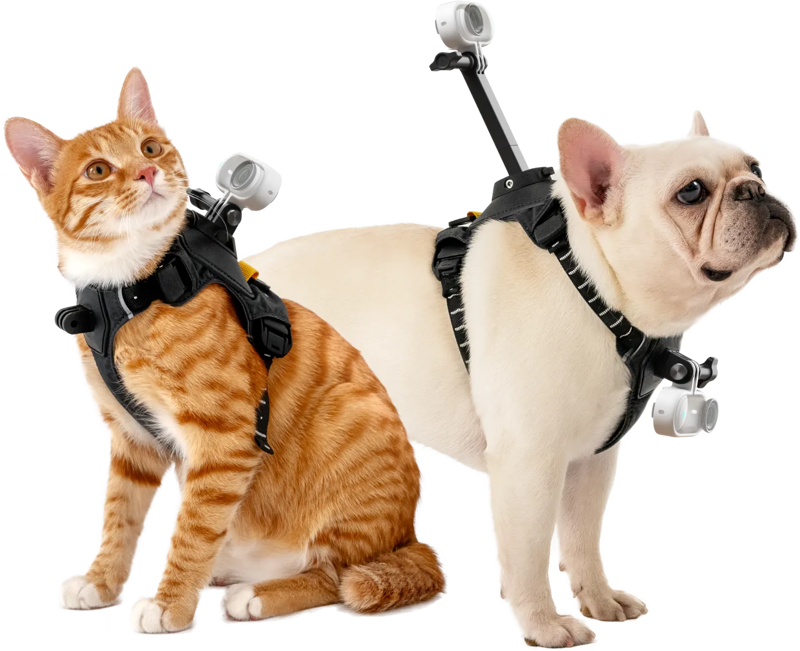 Insta360 Pet Harness Mount Size S -lemmikkivaljaat, joissa on pienet kamerat kiinnitettyinä, istuvat vierekkäin valkoista taustaa vasten.