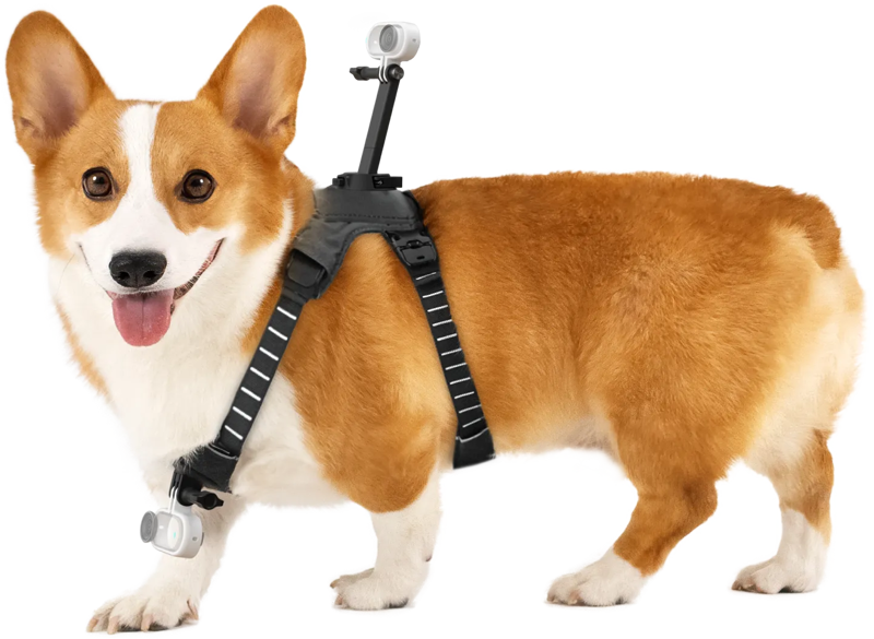 The cheerful brown and white corgi wears the Insta360 Pet Harness Mount Size M, which has two cameras attached, one on his back and one on his chest, when he stands facing the camera.