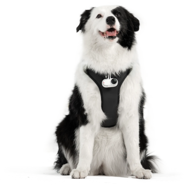 Insta360 Pet Harness Mount Size L -lemmikkivaljaat