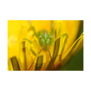 Sony FE 100mm f/2.8 Macro GM -objektiivi