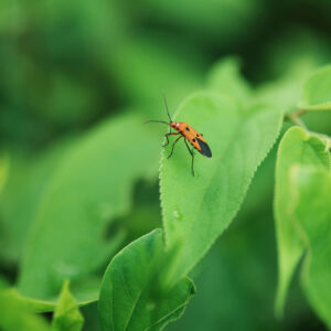 Viltrox AF 56mm f/1.2 Pro Sony E